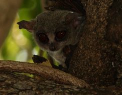 Image of Lesser Galagos