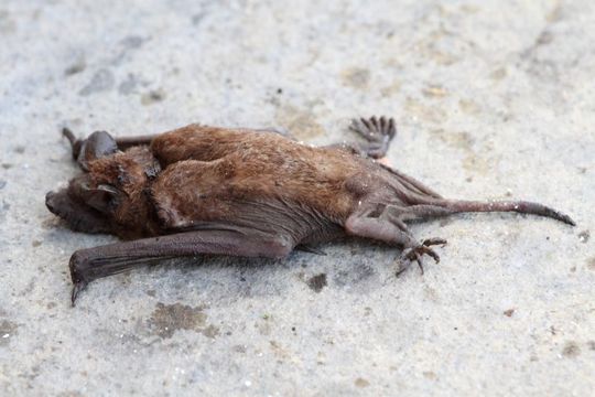 Image of Tadarine Free-tailed Bats