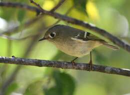 Regulidae resmi