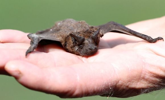 Image of Tadarine Free-tailed Bats