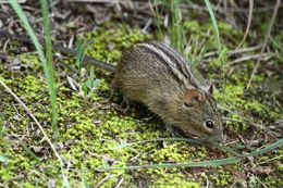 Image of Four-striped Grass Mouse