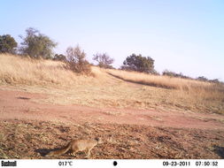 Image of Yellow Mongoose