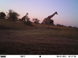 Image of South African Giraffe