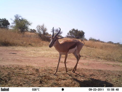 Image of Springbok