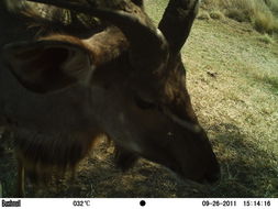 Image of Greater Kudu