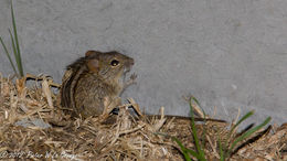 Image of Four-striped Grass Mouse