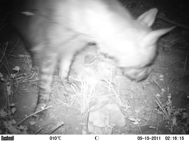 Image of Brown Hyena -- Brown Hyaena