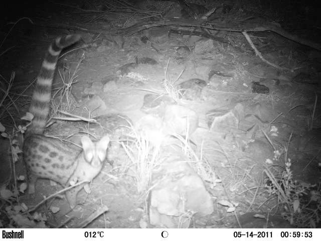 Image of Blotched Genet