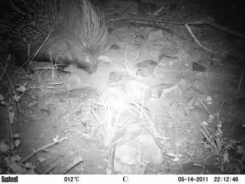 Image of African Porcupine