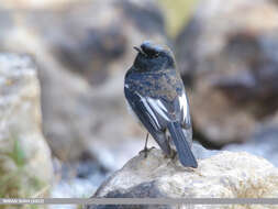 Image of Blue-capped Redstart