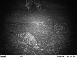 Image of Blotched Genet