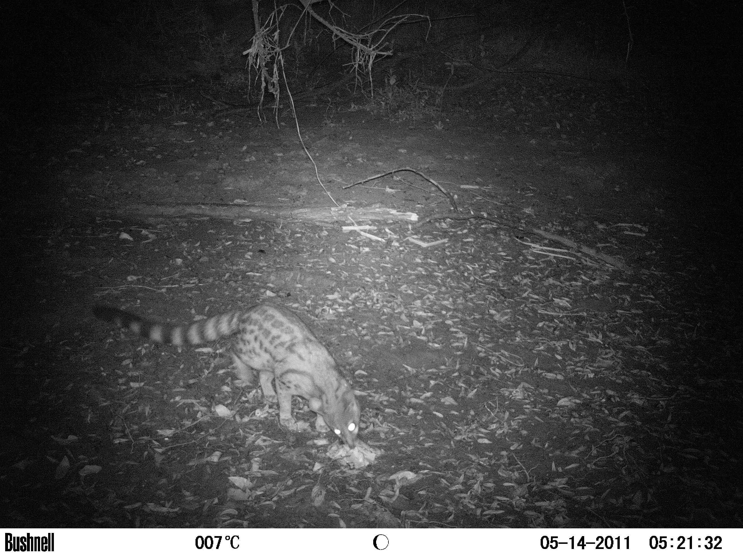 Image of Blotched Genet