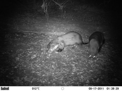 Image of Small-clawed otter