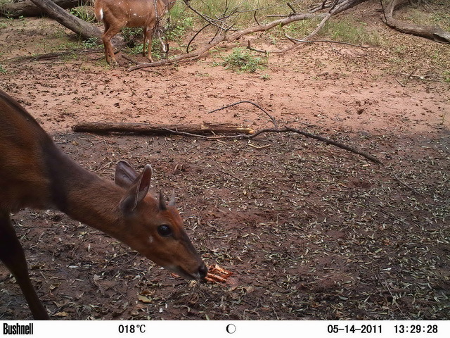 Image of Bushbuck