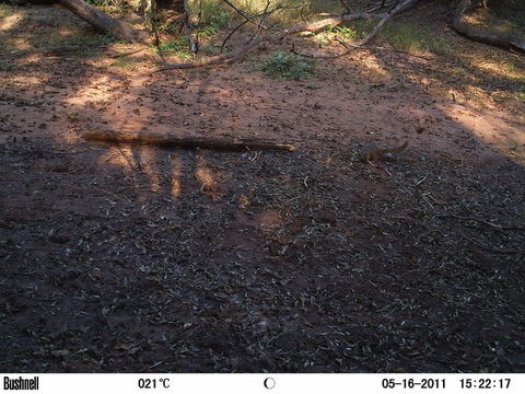 Image of Smith's Bush Squirrel