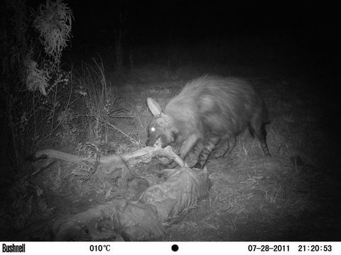 Image of Brown Hyena -- Brown Hyaena