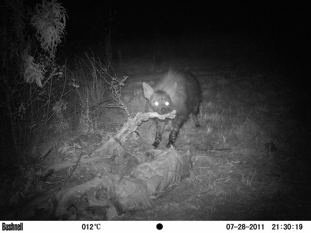 Image of Brown Hyena -- Brown Hyaena