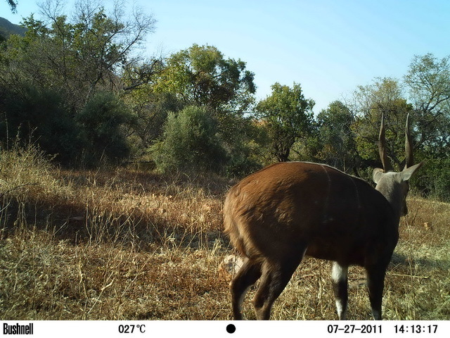 Image of Bushbuck