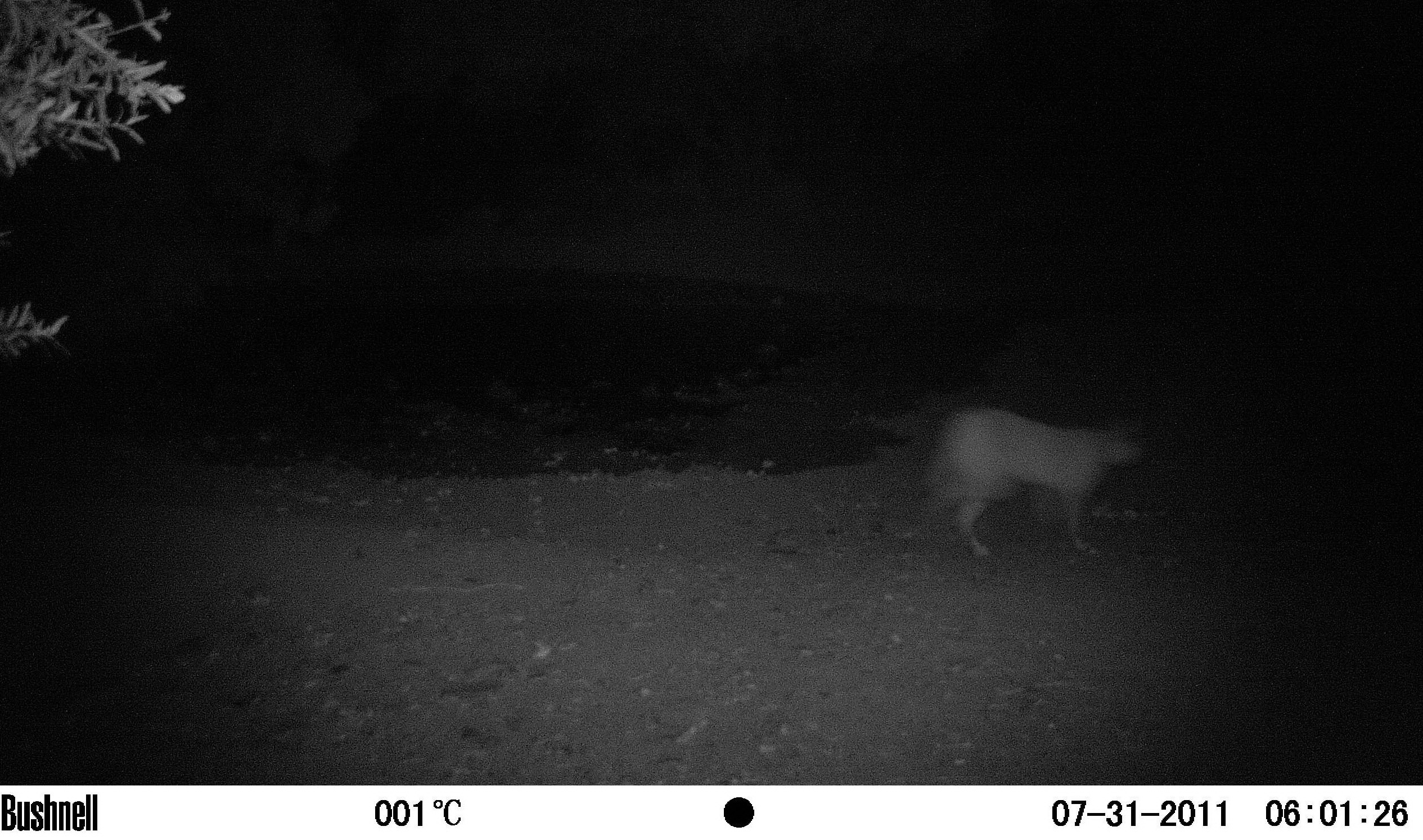 Image of Caracals