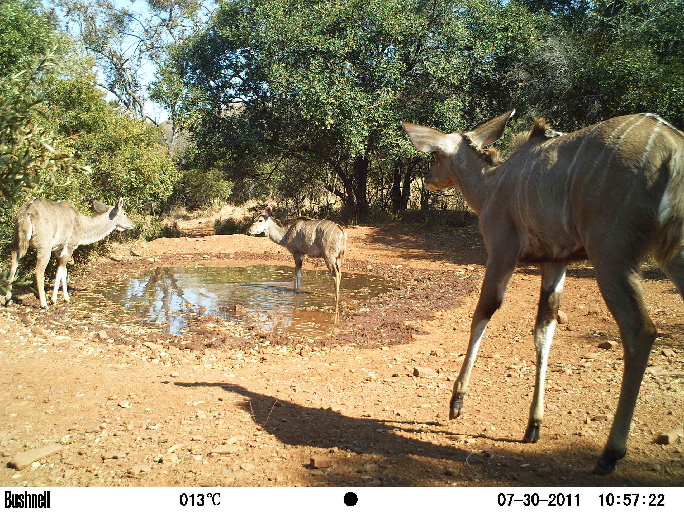 Image of Greater Kudu