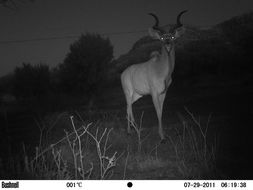 Image of Greater Kudu