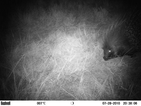 Image of African Porcupine