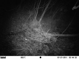 Image of Blotched Genet