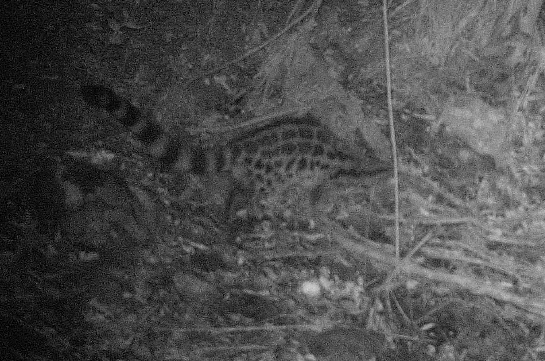 Image of Blotched Genet