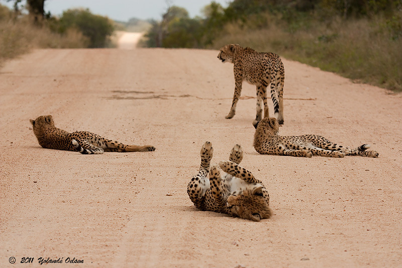 Image de Acinonyx Brookes 1828