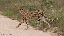 Image de Acinonyx Brookes 1828