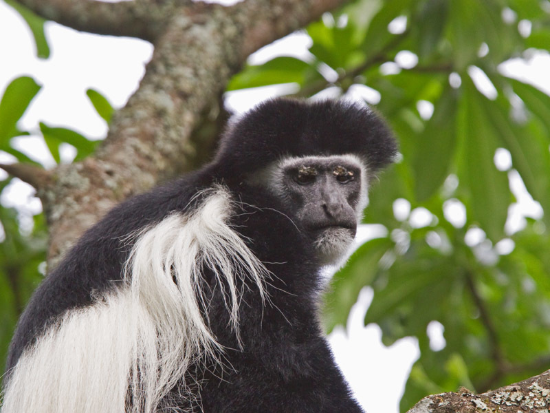 Colobus guereza Rüppell 1835 resmi