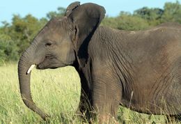 Image of African bush elephant