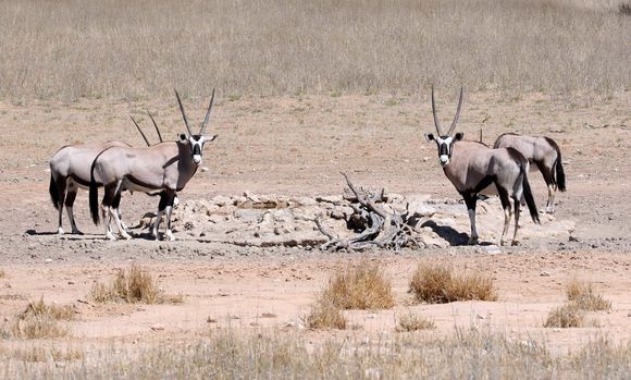 Image of Gemsbok