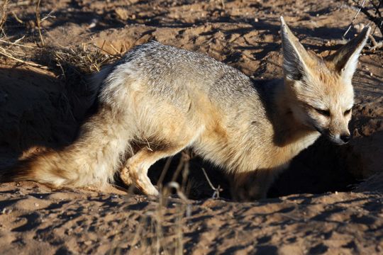 Слика од Vulpes chama (A. Smith 1833)