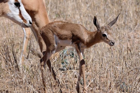 Image of Springbok