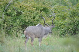 Image of Greater Kudu