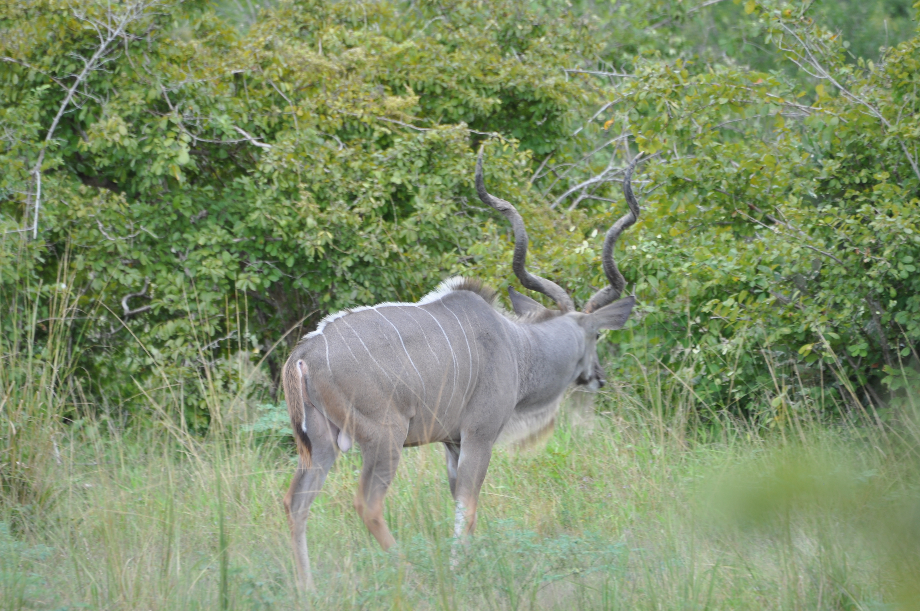 Image of Greater Kudu