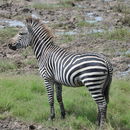 Image of Crawshay's zebra