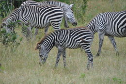 Image of Crawshay's zebra