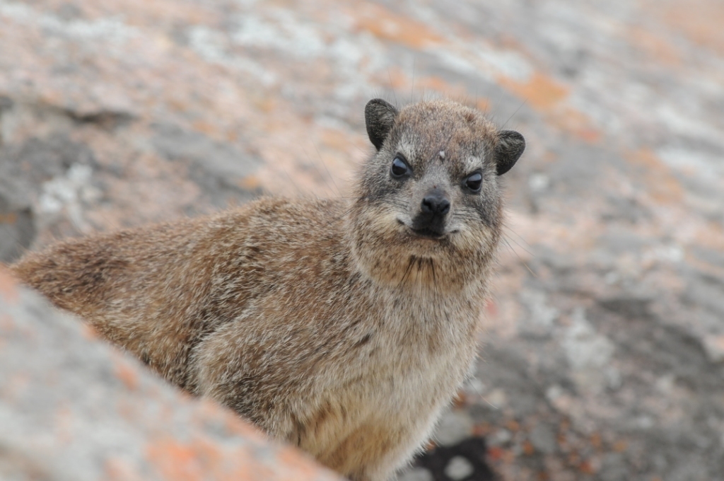 Image of Rock Hyrax