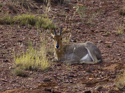 Image of Mountain Reedbuck