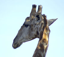 Image of South African Giraffe