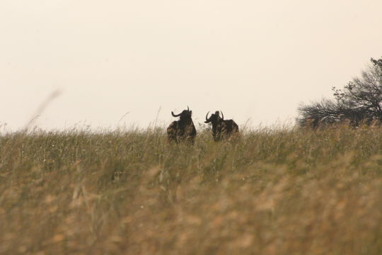 Image of Black Wildebeest