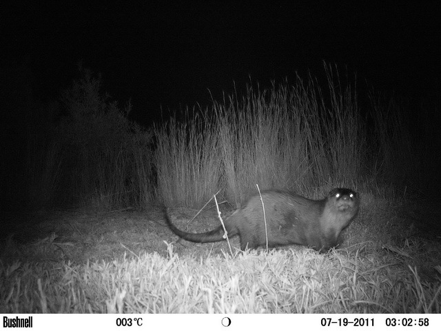 Image of Small-clawed otter