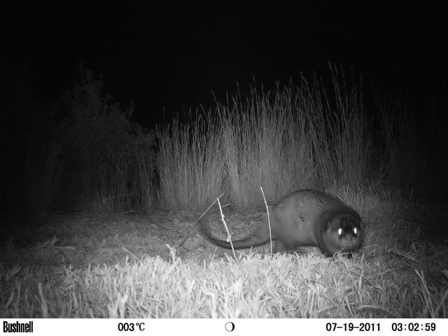 Image of African Clawless Otter