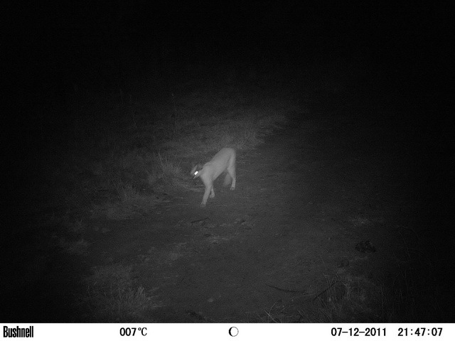 Image of Caracals