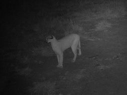 Image of Caracals