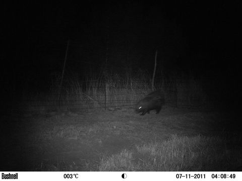 Image of African Porcupine