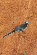 Image of White-browed Wagtail