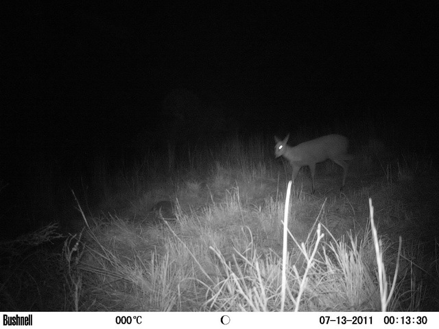 Image of Common Duiker